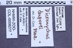 Etiketten zu Dicronychus duporti (Fleutiaux, 1931) (NHMW-ZOO-COL-0008277)